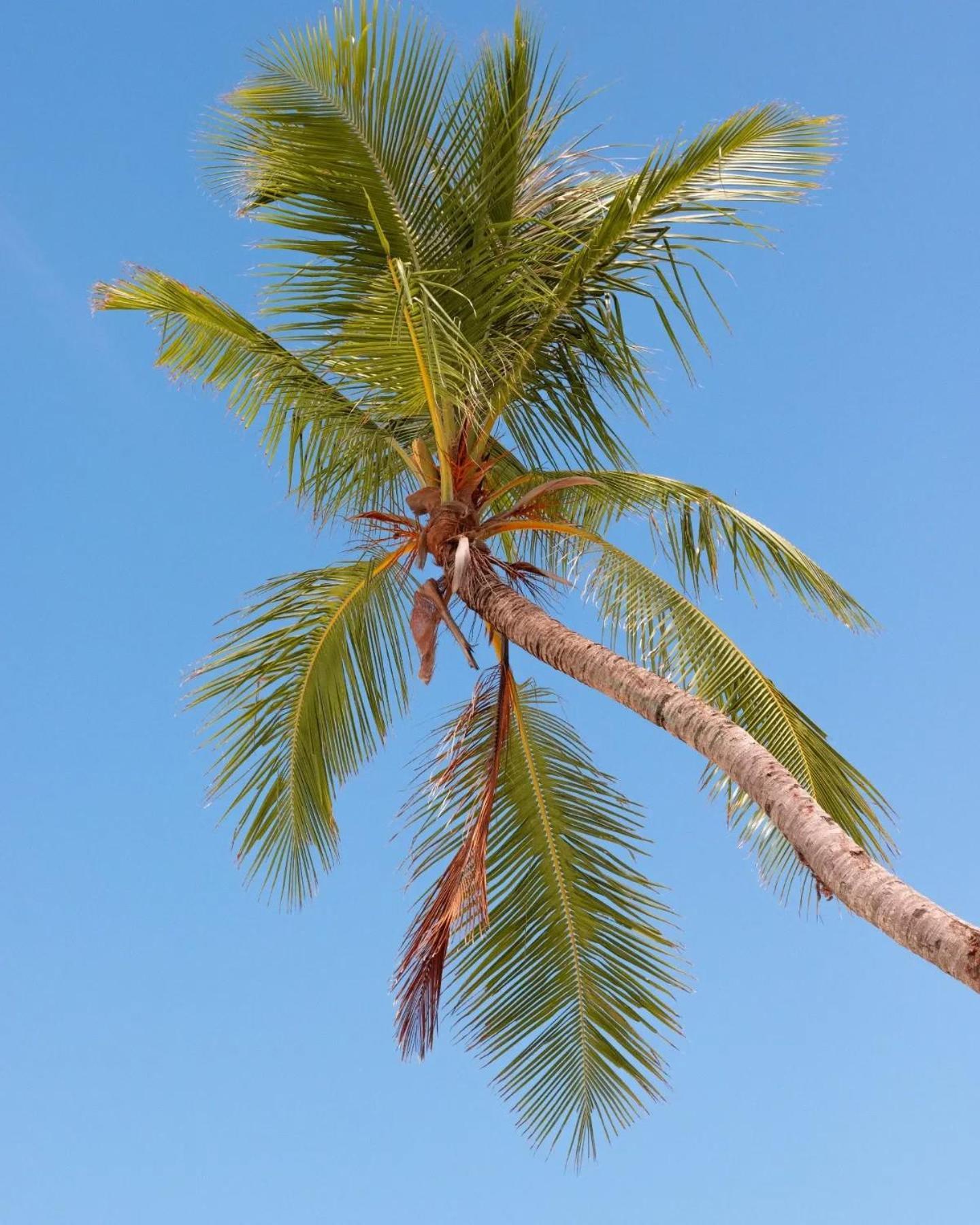 Kudhi Boli Beach House Thulusdhoo Dış mekan fotoğraf