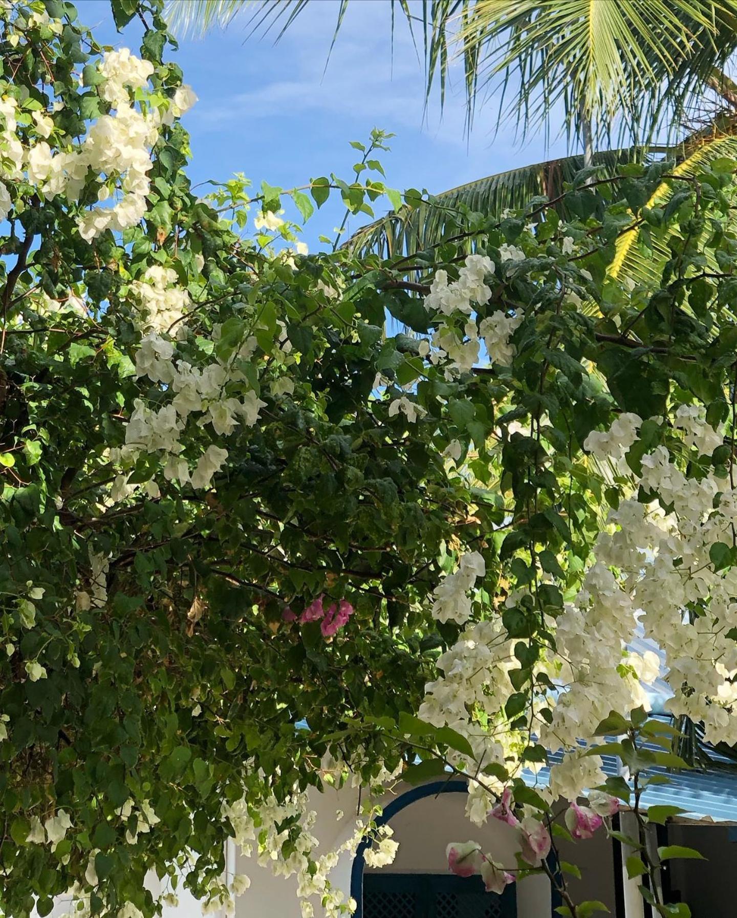 Kudhi Boli Beach House Thulusdhoo Dış mekan fotoğraf